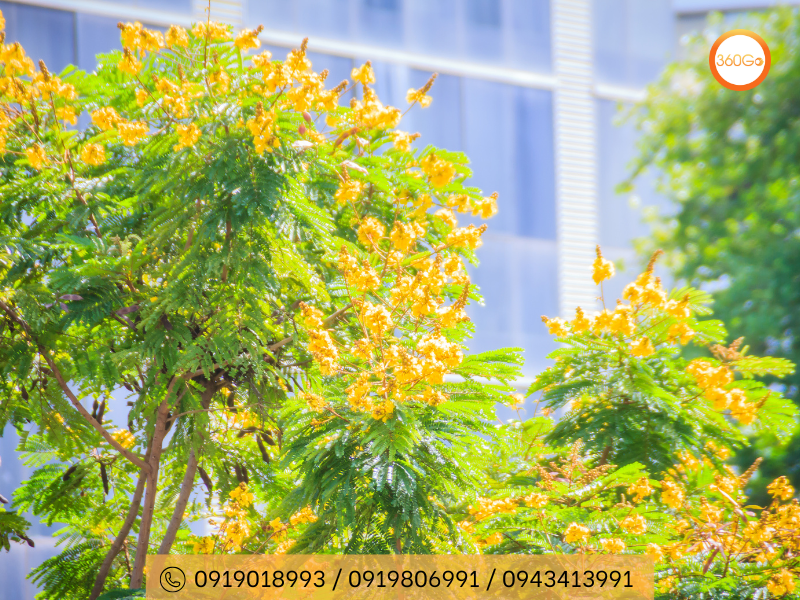 Hoa phượng vàng tạo một khung cảnh lấp lánh và đầy mê hoặc - Du lịch 360Go 